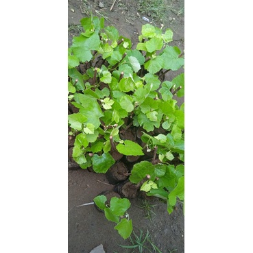 BIBIT ANGGUR LOKAL ISABEL ISI 10 BIBIT , SIAP BUAT RS /BATANG BAWAH