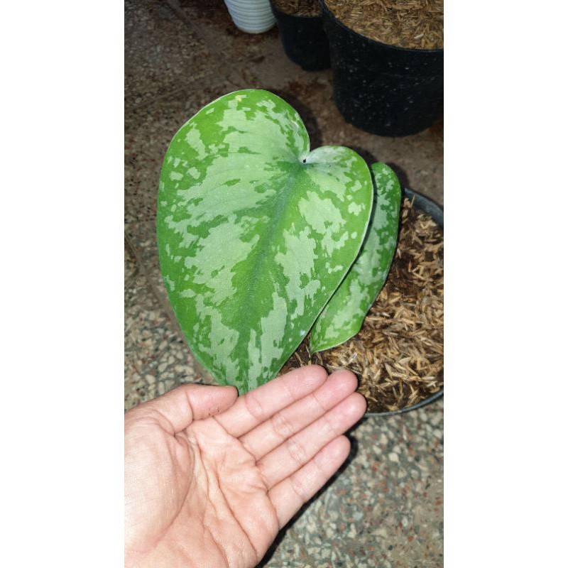 Tanaman scindapsus silver