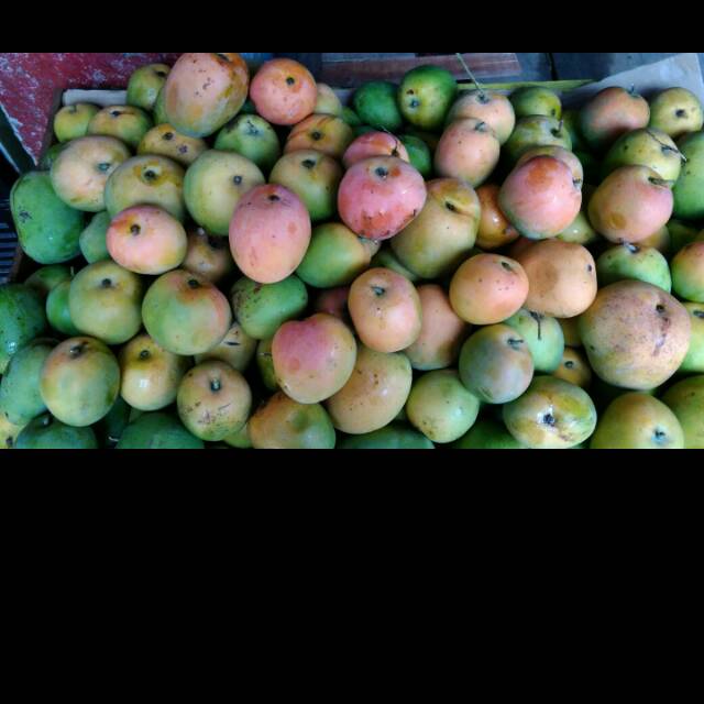 

Mangga gedong gincu#buah#vitamin c