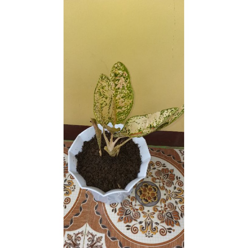 aglonema donacarmen mutasi