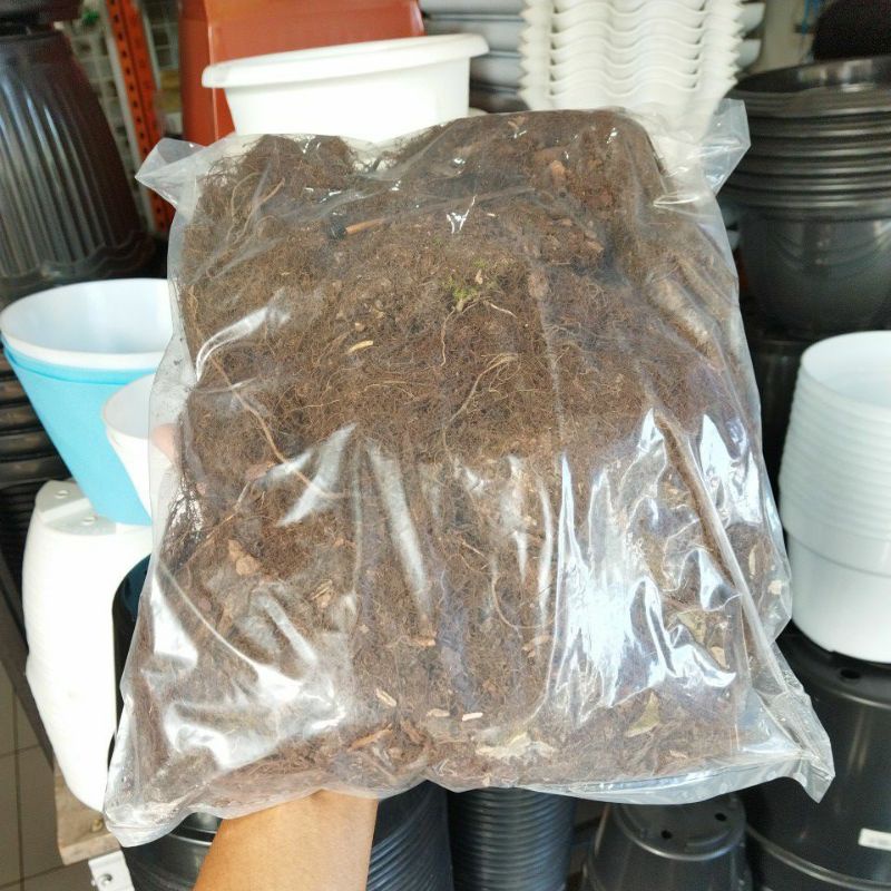 Moss Hitam Dari Akar Kadaka