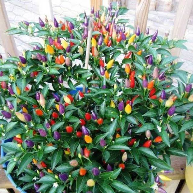 10 Benih Tanaman Hias Cabai Pelangi