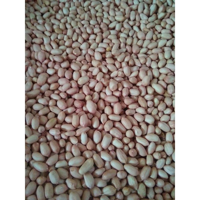 

KACANG TANAH KUPAS KULIT LUAR | KACANG TANAH | KACANG | BUMBU KACANG