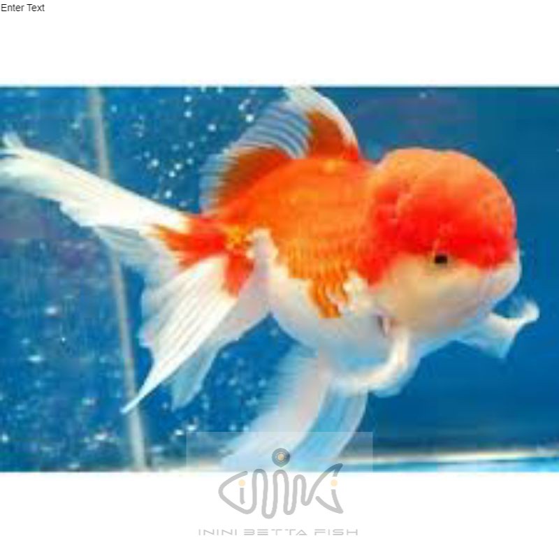 ikan hias mas koki oranda size indukan/biang