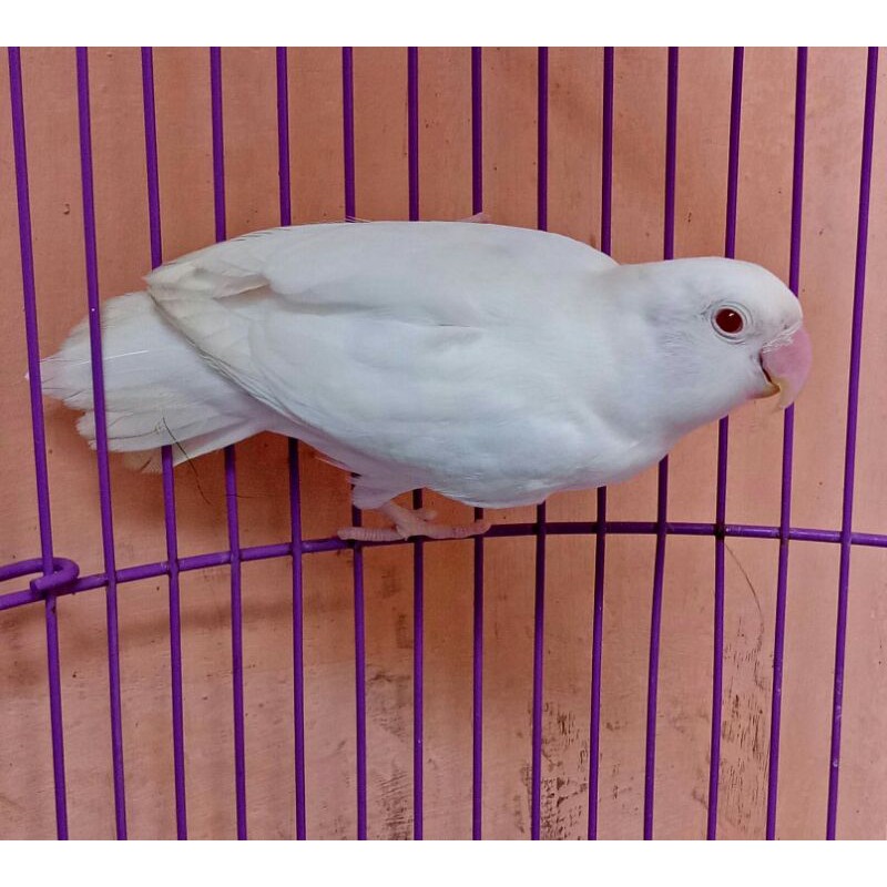 Burung Lovebird Albino Mata Merah