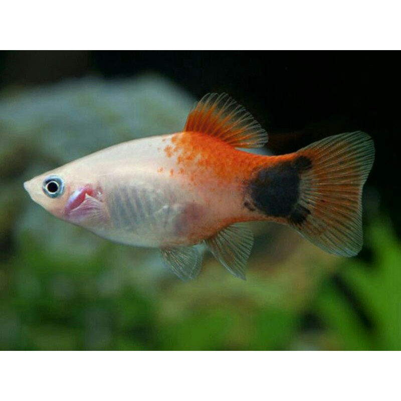 

ikan hias platy mickey mouse