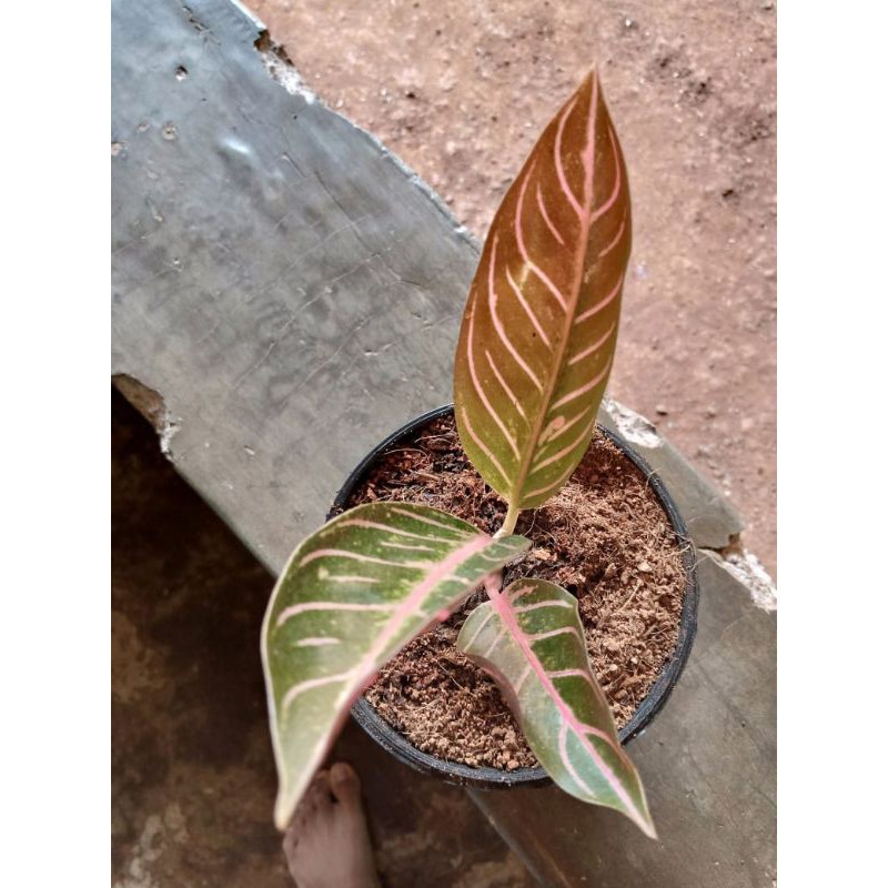 Aglaonema red Sumatra