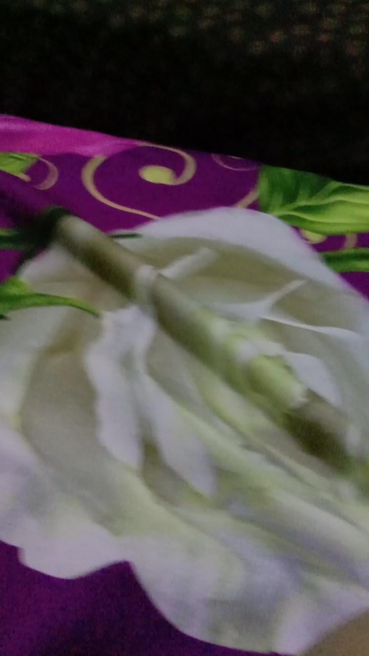 Parutan Keju (4 Pcs) Kelapa Alat Dapur Cheese Grater / Parut Jahe Ginger Kunyit Asam Kencur Jamu