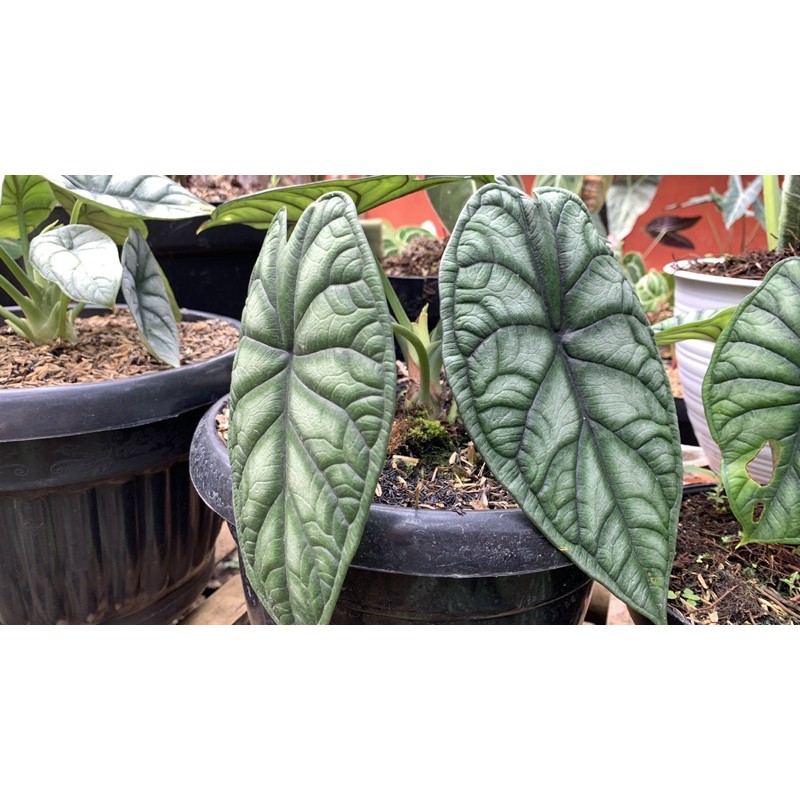 Tanaman Alocasia Dragon Scale