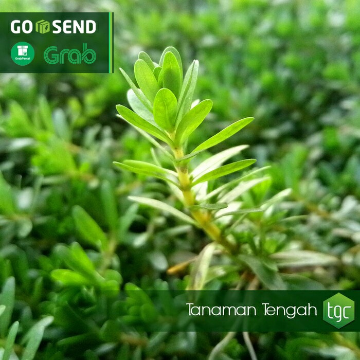 

f0fjhubfe00 Rotala Nanjenshan - Emersed (Min. 4 Porsi) DsGk