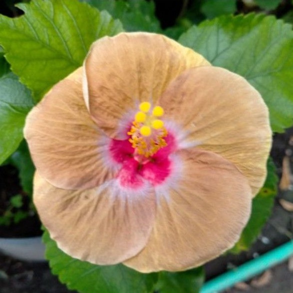 Bunga sepatu warna langka JDK tanaman hias hidup