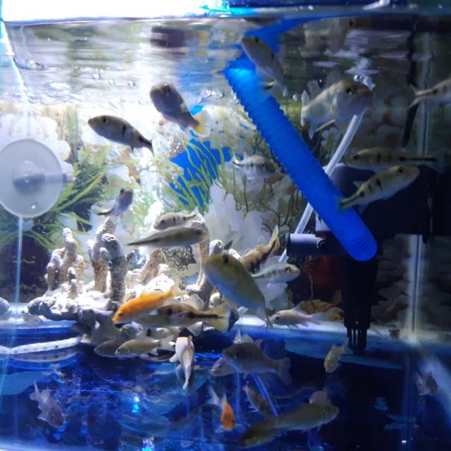 Ikan peacock bass mono / pbass mono / peacock bass