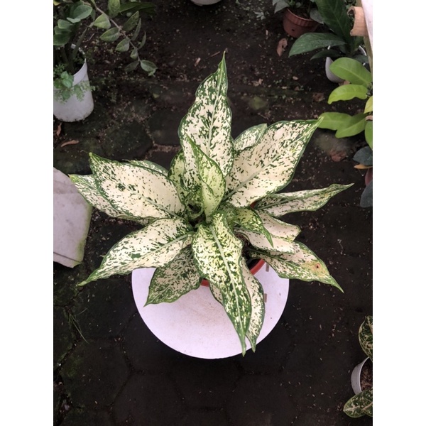 aglaonema snow white rumpun 3