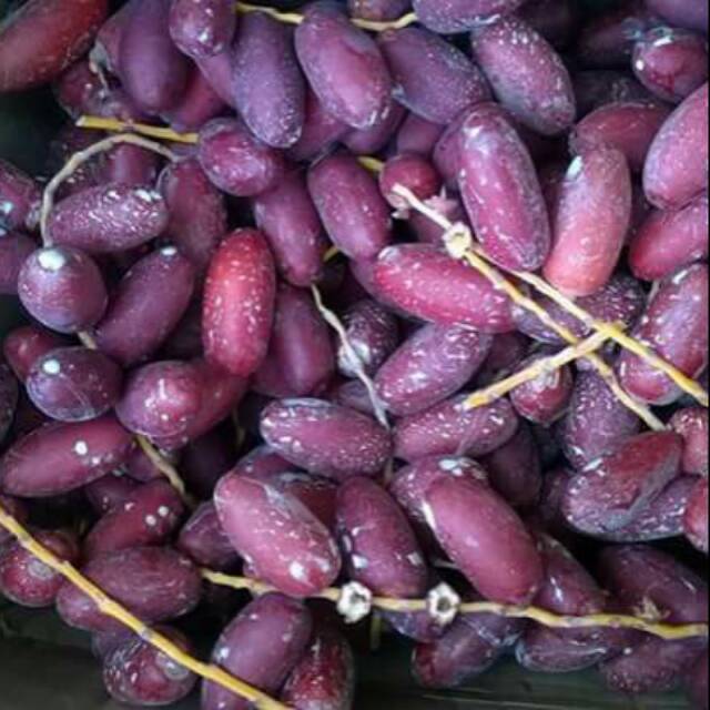 

Kurma merah muda ummu firokh