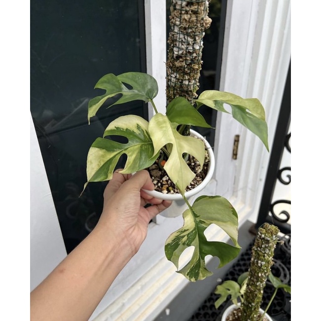 PROMO BISA COD Raphidopora tetrasperma variegata / bibit bonggol monstera mini varigata