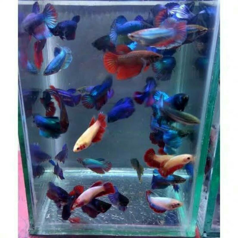 

Ikan cupang Cendolan /Besgel,Plakat,Halfmoon