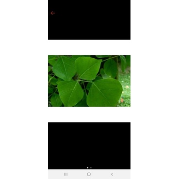 

ready daun dadap serep segar 1kg