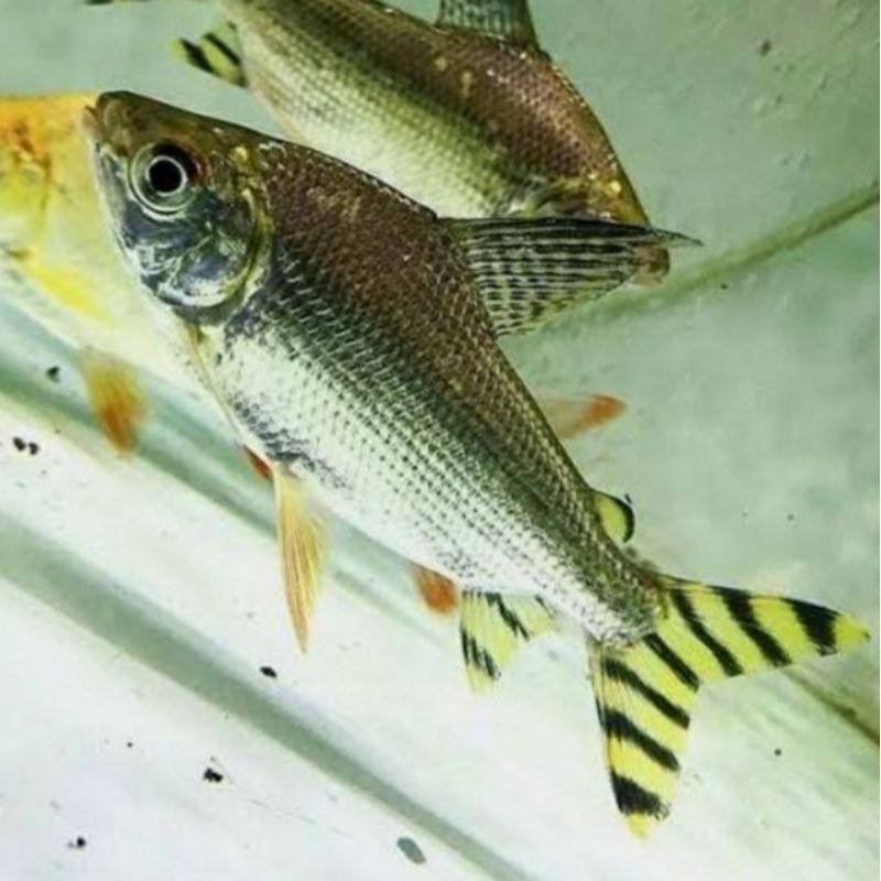 Ikan Hias Yellow Feifeng
