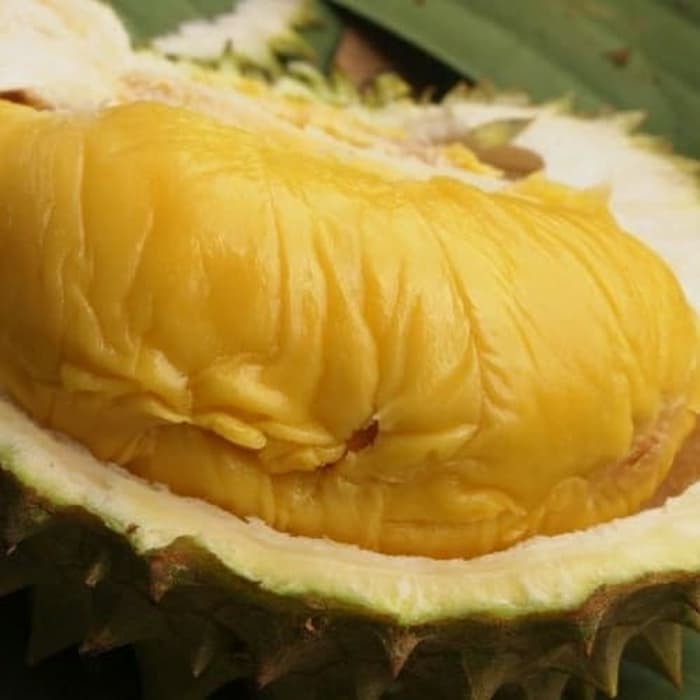 BIBIT POHON DURIAN MUSANG KING KAKI 5