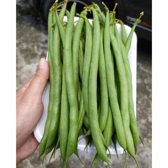 

Sayur Buncis Berat 250 g (Pengiriman Medan)