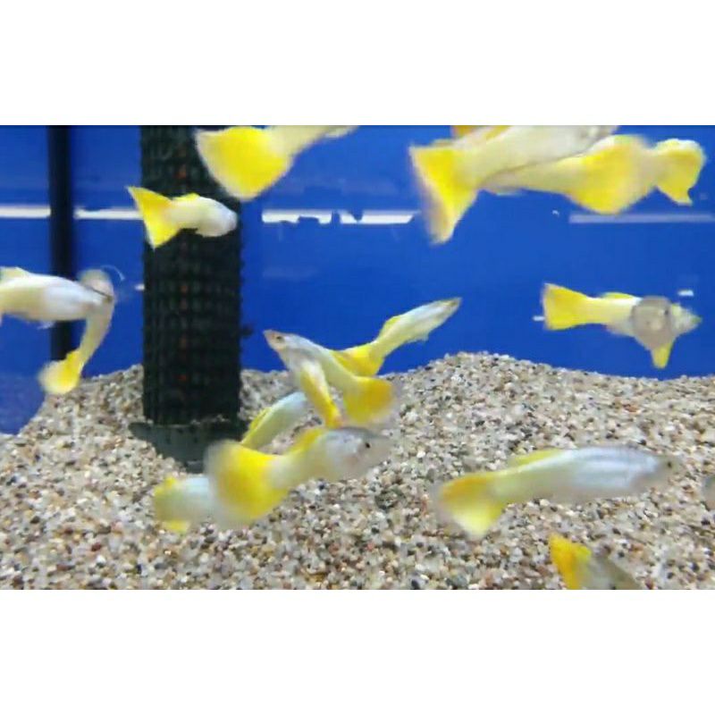 Ikan guppy yellow micarrif remaja sepasang