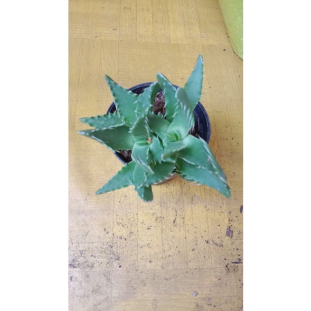 Kaktus Sukulen Faucaria Trigina