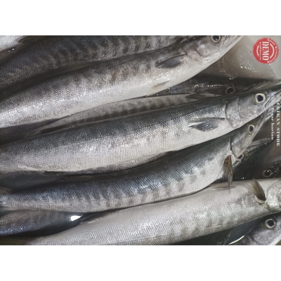 

IKAN BARAKUDA 5-7 EKOR SEGAR DAN BER GARANSI