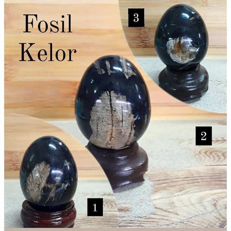 Fosil kayu Kelor