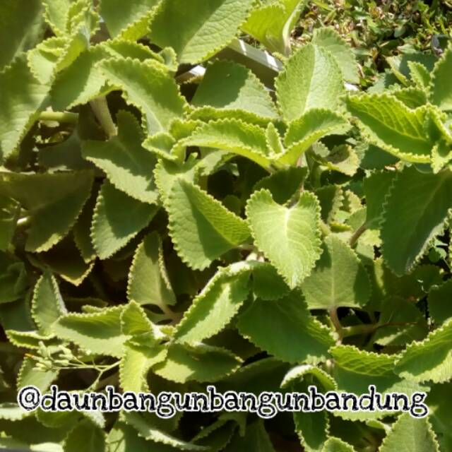

Daun Torbangun / Daun Bangun-bangun / Pelancar ASI/ Booster ASI / Wake-wake leaf