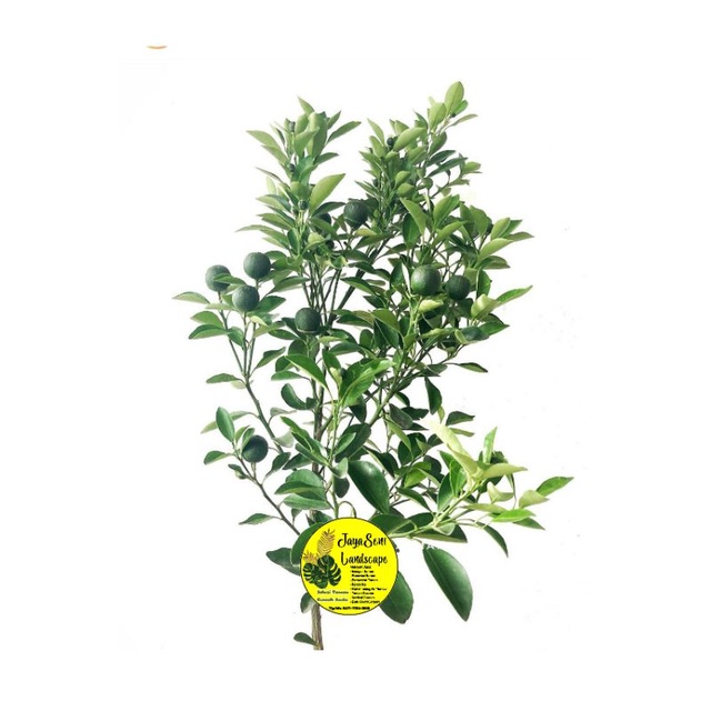 TANAMAN HIAS JERUK SONKIT/JERUK KASTURI + POT PUTIH