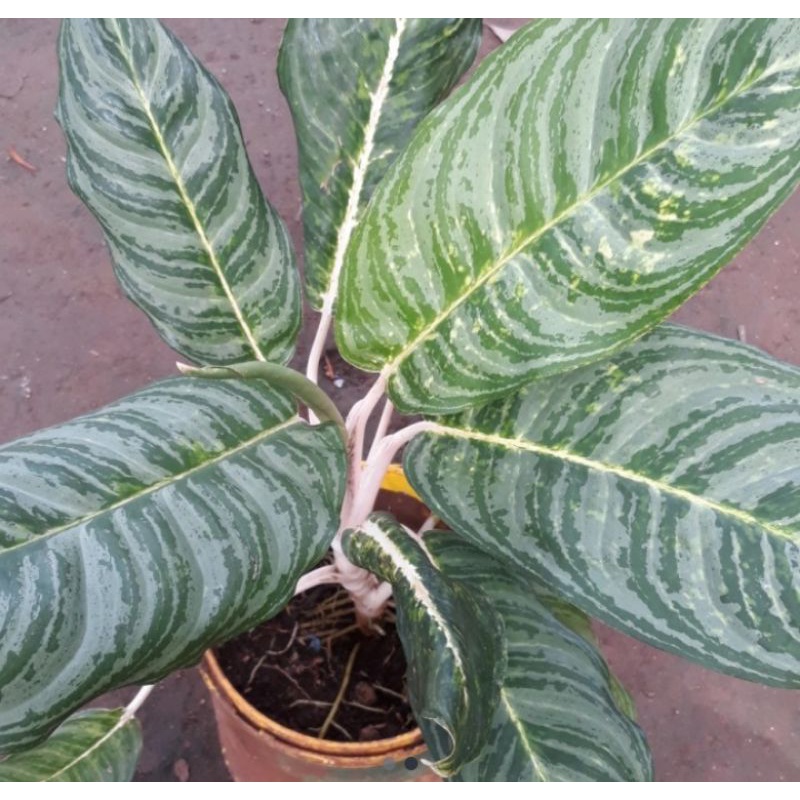 Tanaman hias aglonema diven silver indukan rimbun