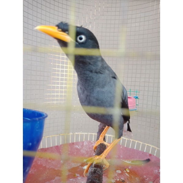 burung jalak kebo gacor