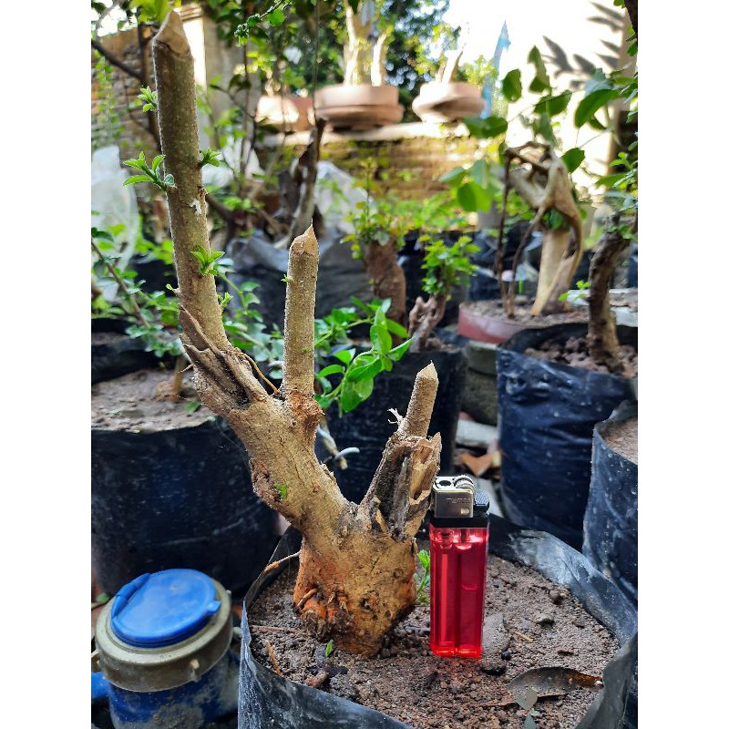 bahan bonsai sisir mame berkarakter.