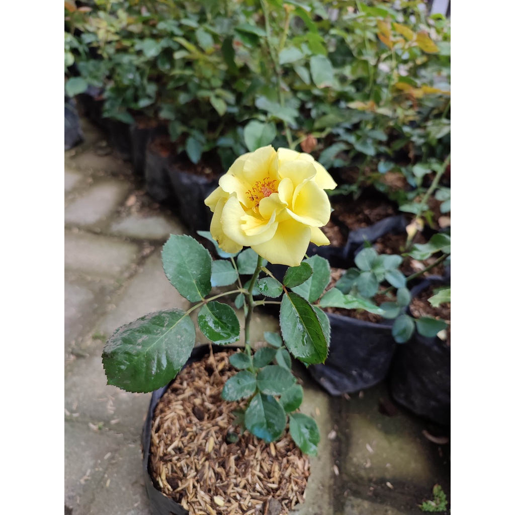 holand 4 kak lia23-1084