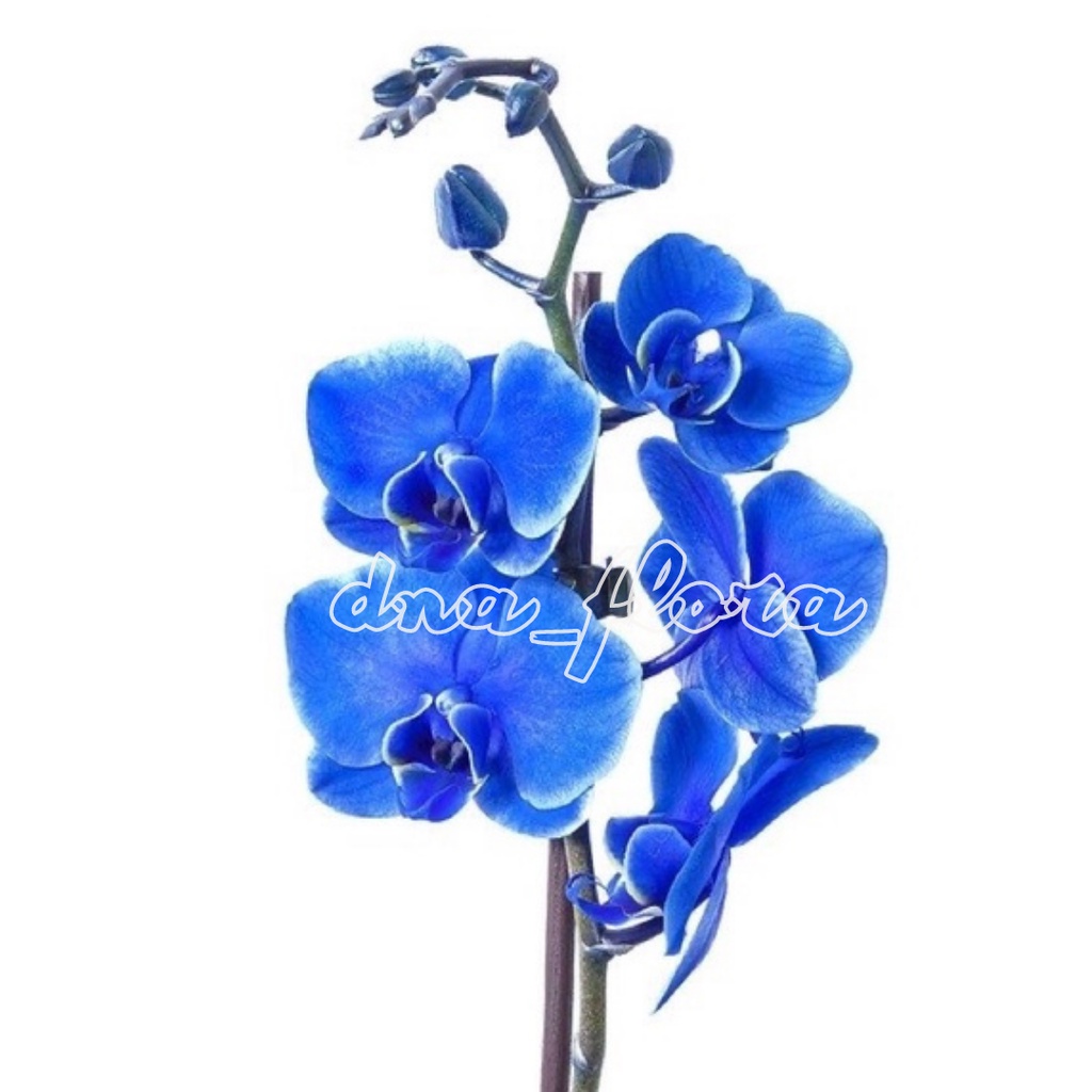 JUAL PROMO) Tanaman Hias Anggrek Dendrobium Bunga Blue Bird-Bunga Anggrek Hidup Murah-Gantung Indoor