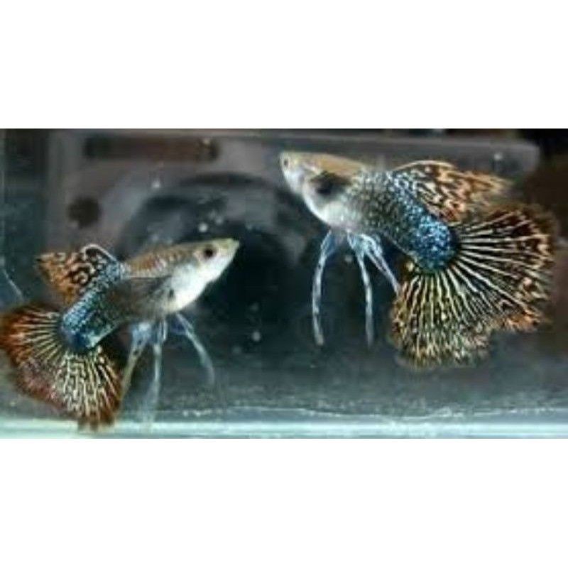 ikan guppy red dragon