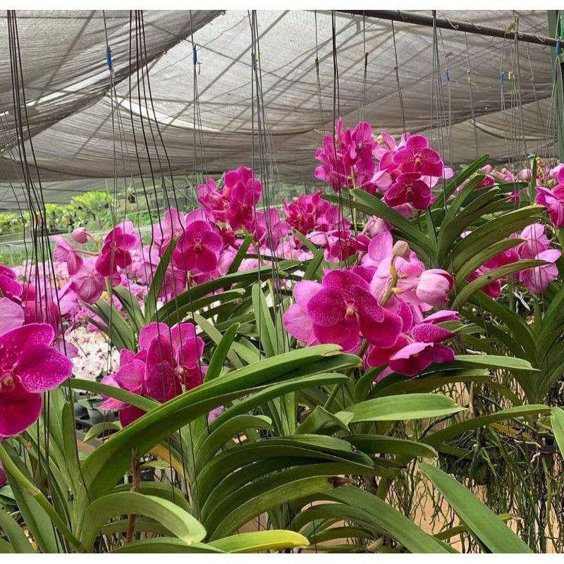 TANAMAN HIAS ANGGREK VANDA// PURPLE GLOSSY