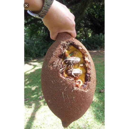 biji buah kepayang/keluwek