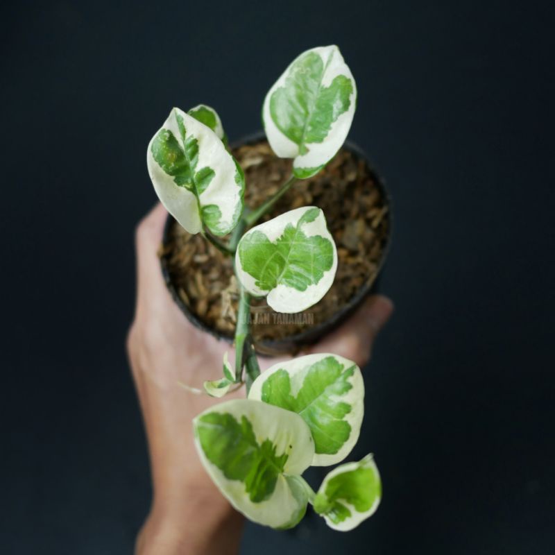 Sirih Njoy / Epipremnumpinatum Njoy