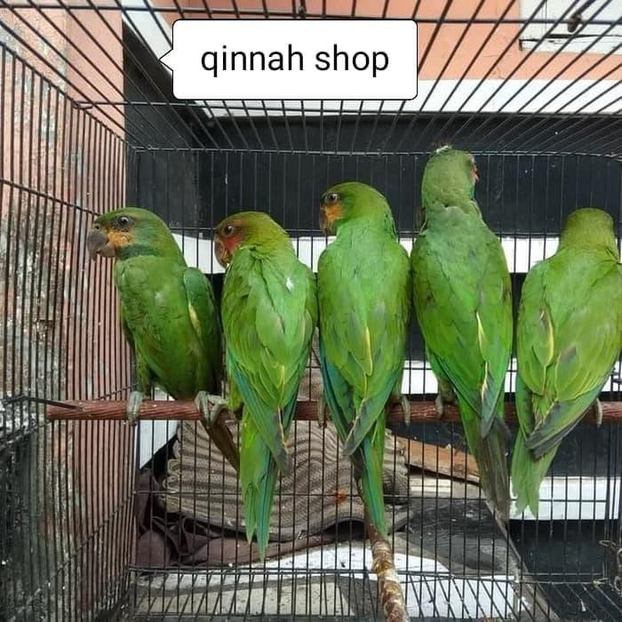 66 Koleksi Gambar Burung Betet Gratis