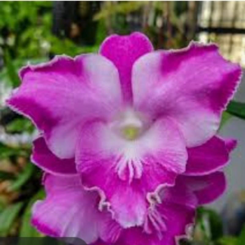 anggrek king dragon besar