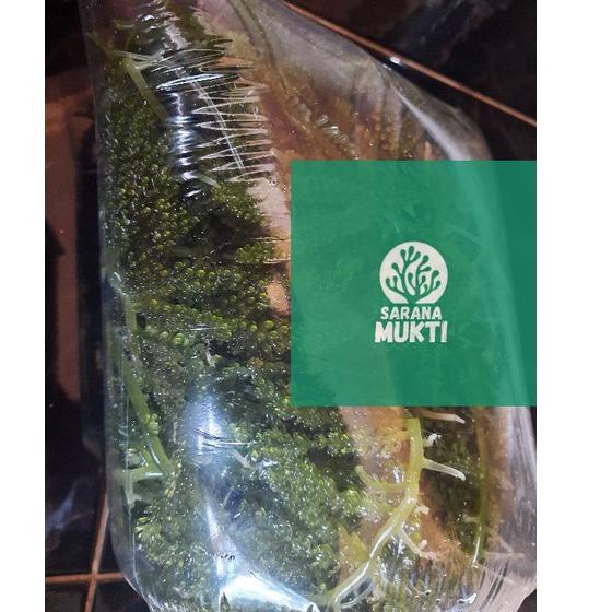 

Best product T9Z69 Anggur laut/ Green Caviar/ Latoh/ Lawi lawi/ Sea Grapes (Caulerpa Sp.) T9Z