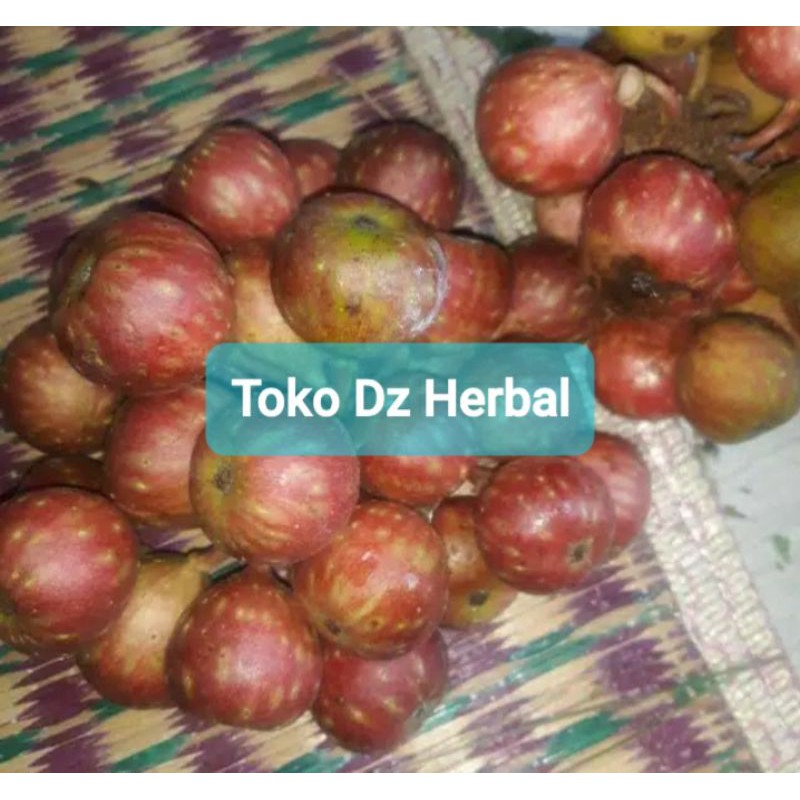 

Buah kondang buah gondang segar 500 gram