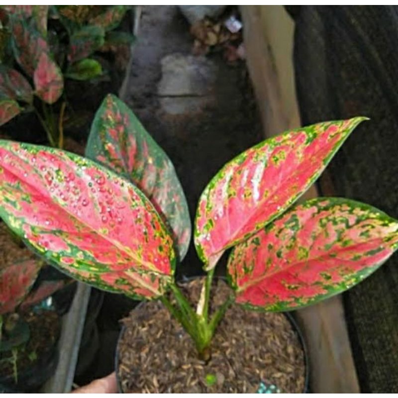promoaglonema red venus remaja dan dewasa