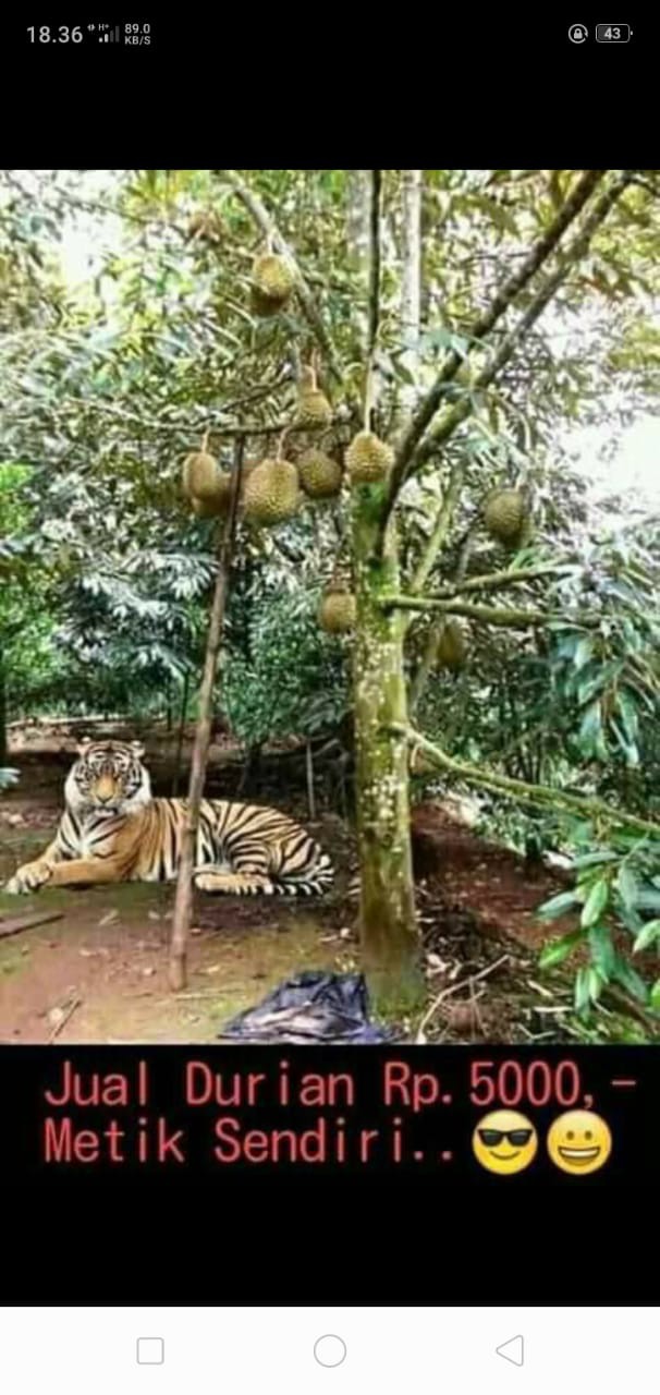 Kotak Brankas Model Buku Sesuai Gambar Pink Ada Password 180 X 115 X 55 Mm Bahan Besi Kotak Rahasia