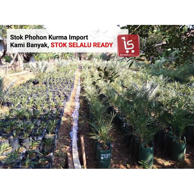 diskon bibit kurma kultur jaringan / bibit pohon kurma super jual
