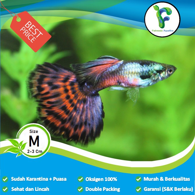 Ikan Hias Aquascape Guppy Big Ear Dragon Jantan Male/Jantan