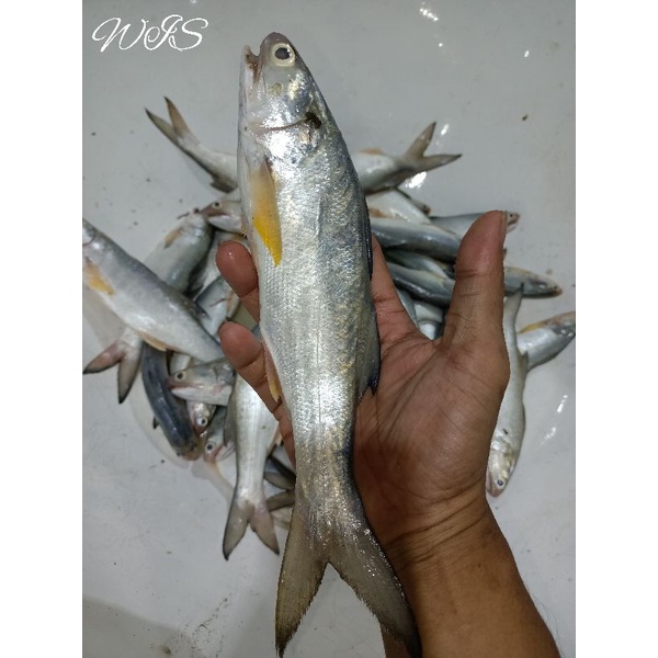 

Ikan kuro segar ikan senangin (lajan)size size 8-10 ekor/ 1kg