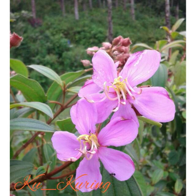 Buah Senggani Senduduk Hrendong (Melostoma Candidum) Sikaduduk Senggani