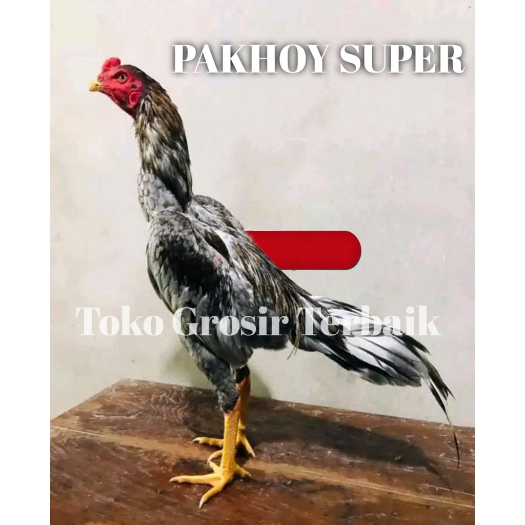 ayam bangkok telur tetas pakhoy brutal pukul keras garansi 3 hari